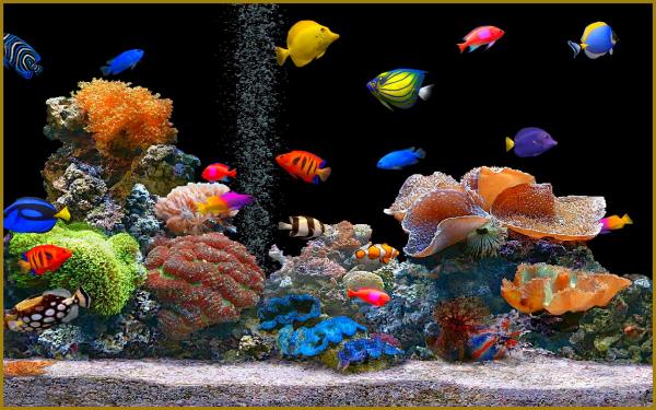 Aquarium pas cher 2