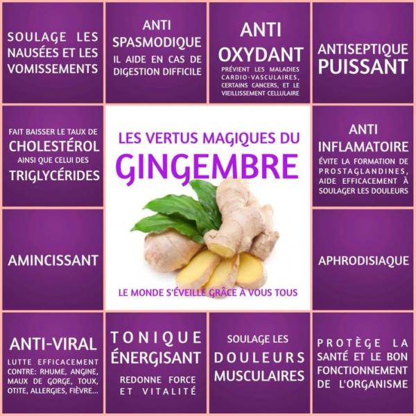 Gingembre