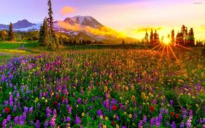 Nature 10