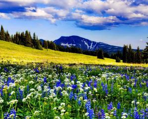 Nature 17