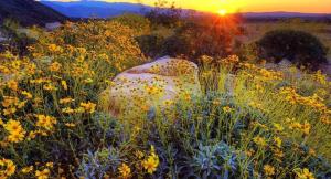 Nature 8