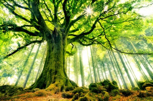 Vign les plus beaux arbres du monde hetre de ponthus ws59210572